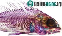 Ảnh Cá đẹp lung linh nhờ tẩy trắng, nhuộm màu