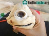 Ảnh Cá mập bạch tạng, một mắt