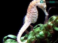 Ảnh Thuần phục cá ngựa trắng