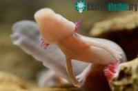 Ảnh Loài "rồng biển hồng ngọc" siêu hiếm lên hình lần đầu tiên trong lịch sử