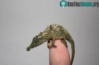 Ảnh Tắc kè hoa càng nhỏ, lưỡi phóng ra càng mạnh