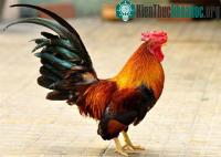 Ảnh Hé lộ nguyên nhân gà trống mất dương vật