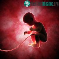 Ảnh Đố bạn: Rốn của con gà nằm ở đâu?