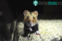 Ảnh Chuột Hamster tại Pháp đang biến thành những sát thủ máu lạnh vì một loại thực vật cực kỳ phổ biến
