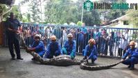 Ảnh Trăn dài 6 m nuốt chửng dê bị bắt sống