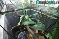 Ảnh Loài thằn lằn quý hiếm mang hình thù cá sấu