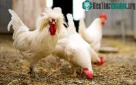 Ảnh Loài gà có tính cách riêng, suy luận logic giỏi hơn cả trẻ em