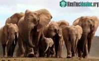 Ảnh Voi châu Phi mất gene mọc ngà để tránh bị tuyệt chủng