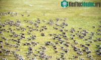 Ảnh Bầy tuần lộc lớn nhất thế giới biến mất gần một nửa