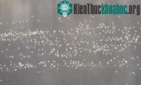 Ảnh 10.000 con ngỗng chết la liệt trong hồ nước nhiễm độc ở Mỹ