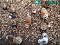 Ảnh Ngôi làng "hồ ly" cute khó đỡ tại Nhật Bản