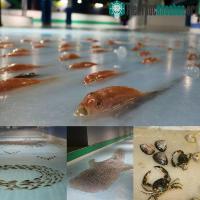 Ảnh Công viên Nhật gây phẫn nộ vì dùng 5000 con cá sống với lý do không tin nổi