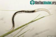 Ảnh Giun cảm nhận được ánh sáng tốt gấp 50 lần con người
