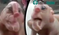 Ảnh Kì dị lợn sinh ra với bộ phận sinh dục trên mũi