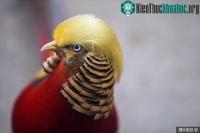 Ảnh Chú chim trĩ bất ngờ nổi tiếng vì kiểu tóc giống ông Donald Trump