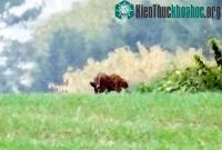 Ảnh Phát hiện quái thú giống linh miêu rình rập cạnh sân chơi trẻ em