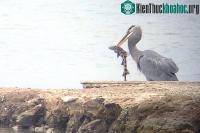 Ảnh Kỹ năng săn cá mập thiện nghệ của chim diệc