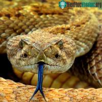 Ảnh Cám cảnh rắn độc Viper bị kẻ thù nhẹ ký "làm thịt" ngon lành