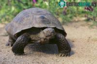 Ảnh Rùa cái 100 tuổi bỏ nhà đi hơn 10km tìm bạn tình