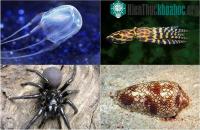 Ảnh Taipan nội địa: Loài rắn có nọc độc giết chết 100 người cùng lúc