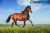 Ảnh Ngựa cũng thông minh như cá heo và chim bồ câu