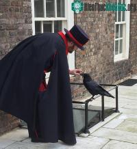 Ảnh Truyền thuyết về loài quạ đen sống trên tháp London