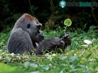 Ảnh Loài khỉ đột lớn nhất thế giới đứng bên bờ tuyệt chủng