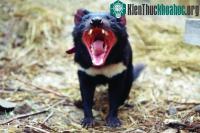 Ảnh Quỷ Tasmania có thể tránh được tuyệt chủng nhờ tự biến đổi gene