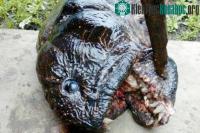 Ảnh Quái ngư đột biến mình lươn đầu giống cá piranha