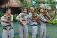 Ảnh Hai cặp hổ con Bengal ra đời tại Vinpearl Safari Phú Quốc