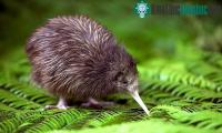 Ảnh New Zealand sẽ giết toàn bộ động vật ăn thịt