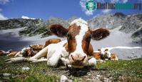 Ảnh Tiêm hormone hạnh phúc cho bò giúp tạo sữa ngon và bổ hơn