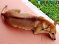 Ảnh Chó Phú Quốc: Huyền thoại và sự thật