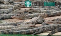 Ảnh Gần 100 con cá sấu sổng chuồng trong mưa lũ ở Trung Quốc