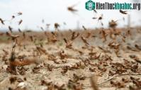 Ảnh Đây mới là loài vật phát hiện chất nổ cực giỏi