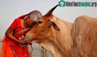 Ảnh Nước tiểu loài bò nổi tiếng Ấn Độ chứa vàng và thuốc chữa bệnh