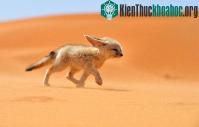 Ảnh 7 loài cáo đẹp nhất thế giới