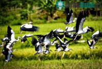 Ảnh Đàn chim xuất hiện ở Lào Cai là loài nhạn