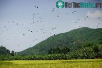 Ảnh Hàng trăm con chim lạ xuất hiện ở Lào Cai