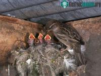 Ảnh Chim sẻ ăn hạt nhưng nuôi con bằng sâu