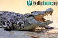 Ảnh 10 loài động vật có lớp da vô cùng đặc biệt