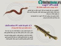Ảnh Giác quan thứ 6 trong thế giới động vật