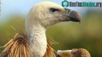 Ảnh Môi trường sẽ ra sao nếu toàn bộ loài kền kền bị tuyệt diệt