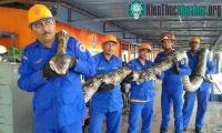 Ảnh Phát hiện trăn khổng lồ dài nhất thế giới ở Malaysia
