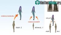 Ảnh Cá cũng thuận bên phải, bên trái như người