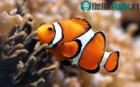 Ảnh Chiêm ngưỡng 4 loài cá đặc biệt nhất thế giới