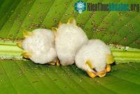 Ảnh Cận cảnh loài dơi trắng đáng yêu nhìn lạ nhất thế giới