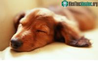 Ảnh Giải mã giấc mơ của loài chó