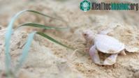 Ảnh Phát hiện thấy rùa con bạch tạng cực hiếm gặp