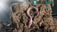 Ảnh Rồng mù canh trứng hiếm trong hang động Slovenia